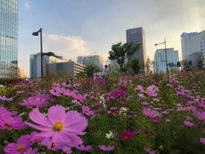 都会の中の花畑