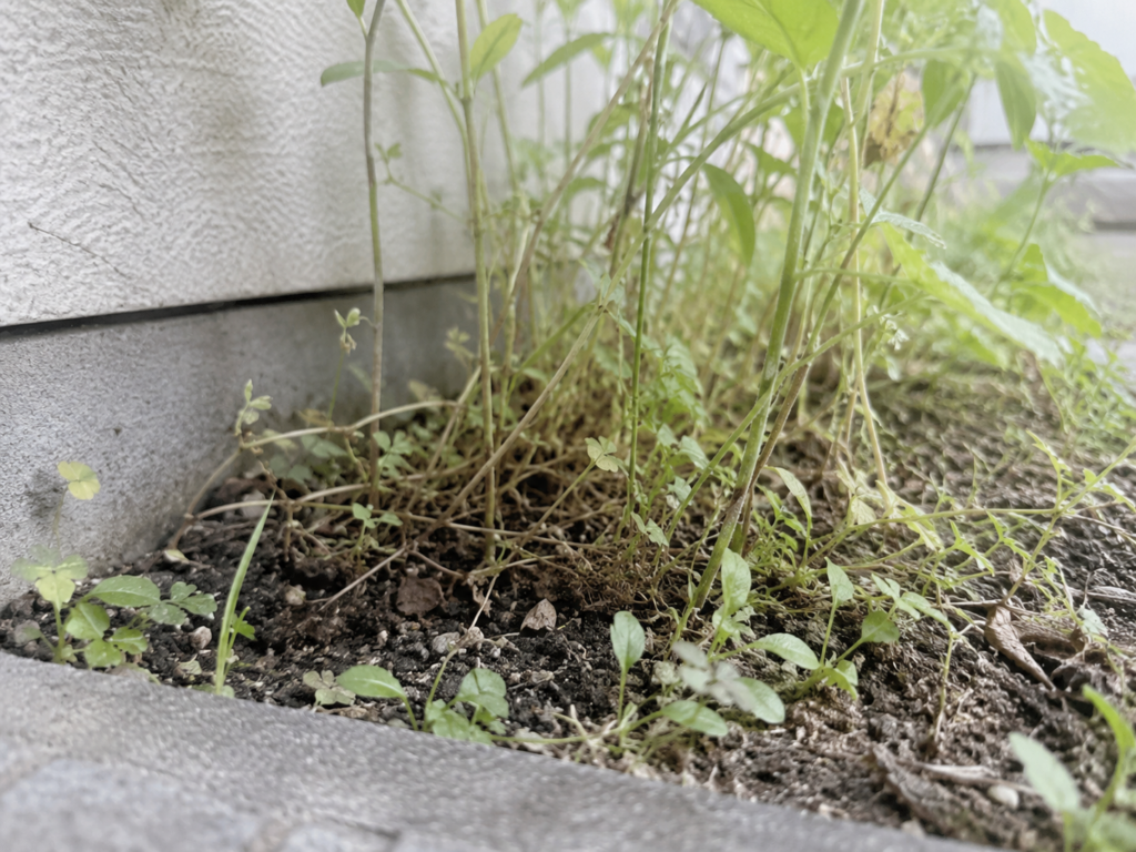 都会の中の雑草