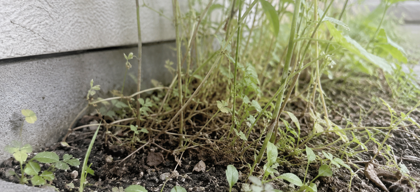 弱い虫 都会の中の雑草