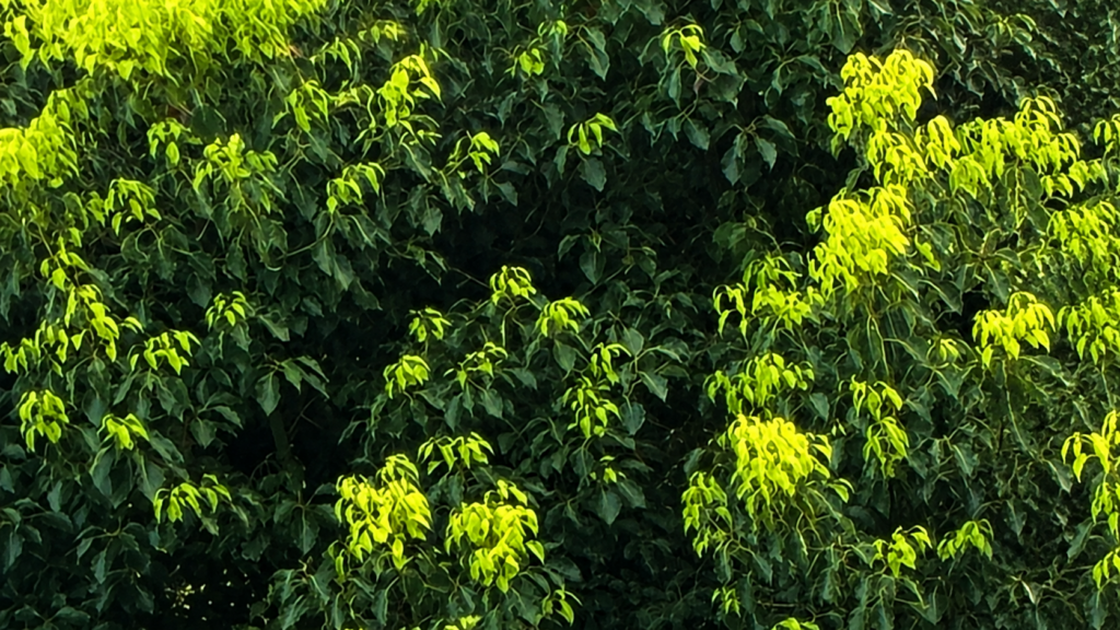 枝の先の葉が黄色く色づく木