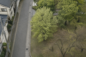 見下ろした木々の景色