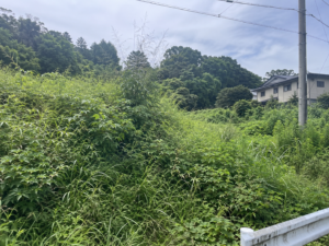 道路脇の雑木林